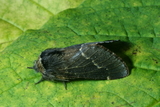 Poecilocampa populi (Høstspinner)