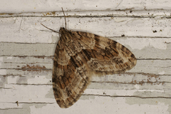 Trichopteryx polycommata (Barred Tooth-striped)
