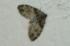 Lobophora halterata (The Seraphim)