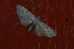 Eupithecia subfuscata (Grumset dvergmåler)