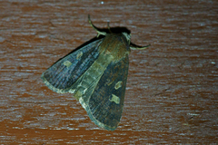 Xestia xanthographa (Gulflekkbakkefly)