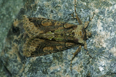 Allophyes oxyacanthae (Irrfly)