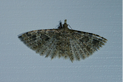 Alucita hexadactyla (Many-plumed Moth)