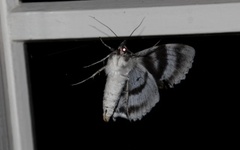 Lepidoptera (Moths and butterflies)