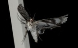Lepidoptera (Sommerfugler)