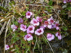 Purple Saxifrage (Saxifraga oppositifolia)