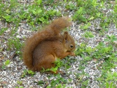 Eurasian Red Squirrel (Sciurus vulgaris)