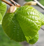 Lime (Tilia)