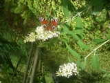 Rhopalocera (Butterflies)
