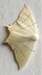 Ourapteryx sambucaria (Stjertmåler)