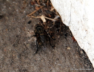Musca domestica (Housefly)