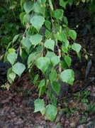Bjørk (Betula pubescens)