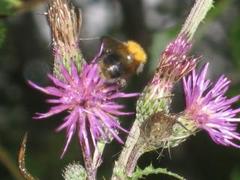 Apidae (Bier og humler)
