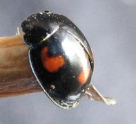 Coccinellidae (Marihøner)