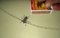 Cerambycidae (Trebukker)