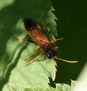 Symphyta (Saw flies)