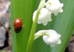 Chrysomelidae (Bladbiller)