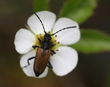 Cerambycidae (Trebukker)