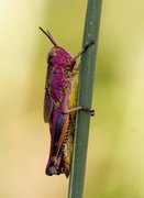 Mecostethus grossus (Sumpgresshoppe)