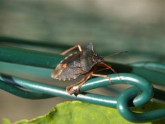 Pentatoma rufipes (Forest bug)