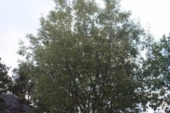 Goat Willow (Salix caprea)