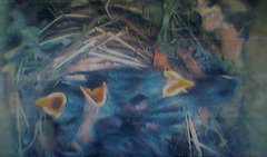 Pied Flycatcher (Ficedula hypoleuca)