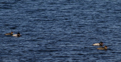 Red-breasted Merganser (Mergus serrator)