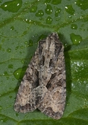Lacanobia thalassina (Pale-shouldered Brocade)