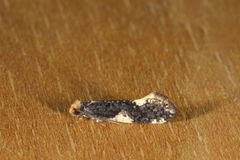 Monopis spilotella (Svarthvit reirmøll)