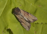 Apamea crenata (Clouded-bordered Brindle)