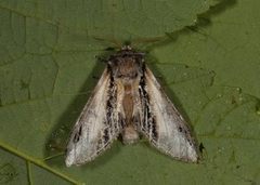 Pheosia gnoma (Bjørketannspinner)