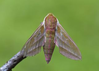 Deilephila elpenor (Elephant Hawk-moth)