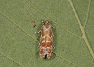 Rhyacionia pinicolana (Praktfuruskuddvikler)