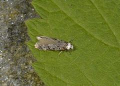 Endrosis sarcitrella (Klistermøll)