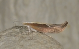 Ypsolopha dentella (Honeysuckle Moth)
