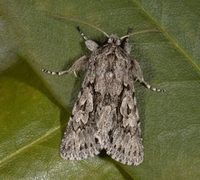 Xylocampa areola (Early Grey)