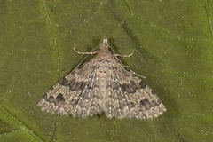 Alucita hexadactyla (Many-plumed Moth)