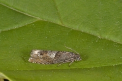 Epinotia tetraquetrana (Junikveldvikler)