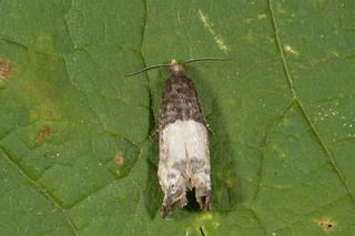 Notocelia cynosbatella (Hagerosevikler)