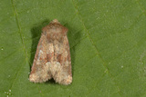 Oligia fasciuncula (Middle-barred Minor)