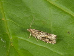Epinotia signatana (Heggekveldvikler)