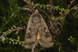 Noctua pronuba (Large Yellow Underwing)