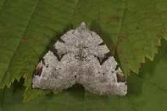 Macaria wauaria (Ripsbuemåler)