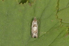Epinotia ramella (Svartflekket kveldvikler)