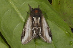 Pheosia gnoma (Bjørketannspinner)