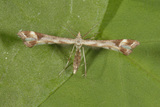 Gillmeria pallidactyla (Yarrow Plume)