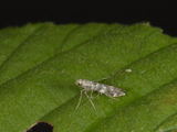 Gracillaria syringella (Lilac Leafminer)