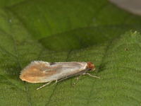 Tinea semifulvella (Fulvous Clothes Moth)