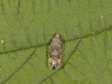 Zeiraphera ratzeburgiana (Spruce Bud Moth)