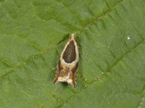 Ancylis badiana (Common Roller)